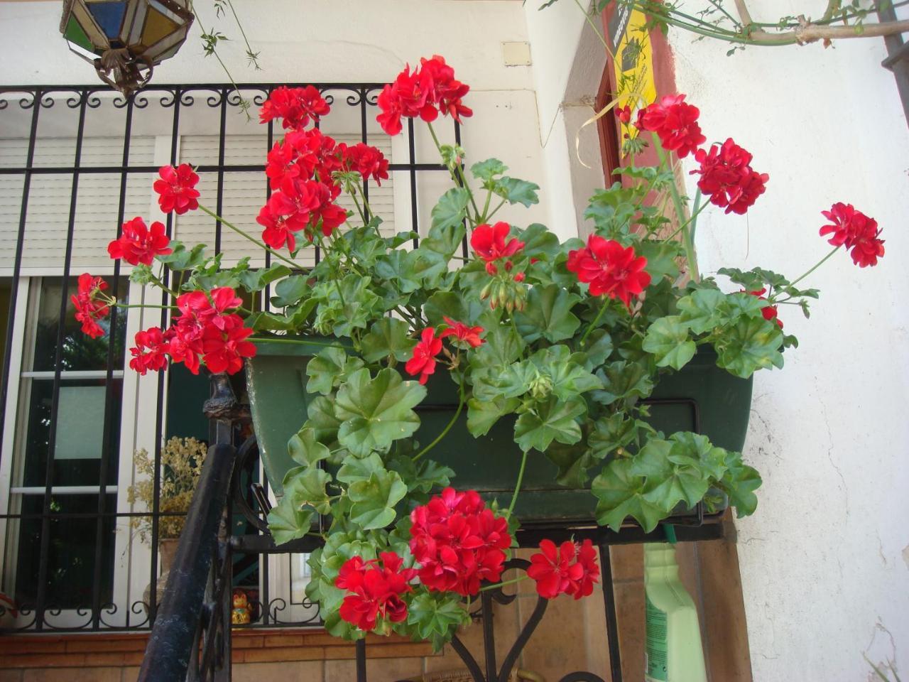 Casa Babylon Backpakers Hostel مالقة المظهر الخارجي الصورة